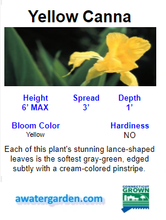 Load image into Gallery viewer, Tropical Water Canna (Yellow Flower)
