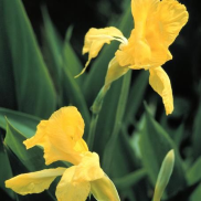 Tropical Water Canna (Yellow Flower)
